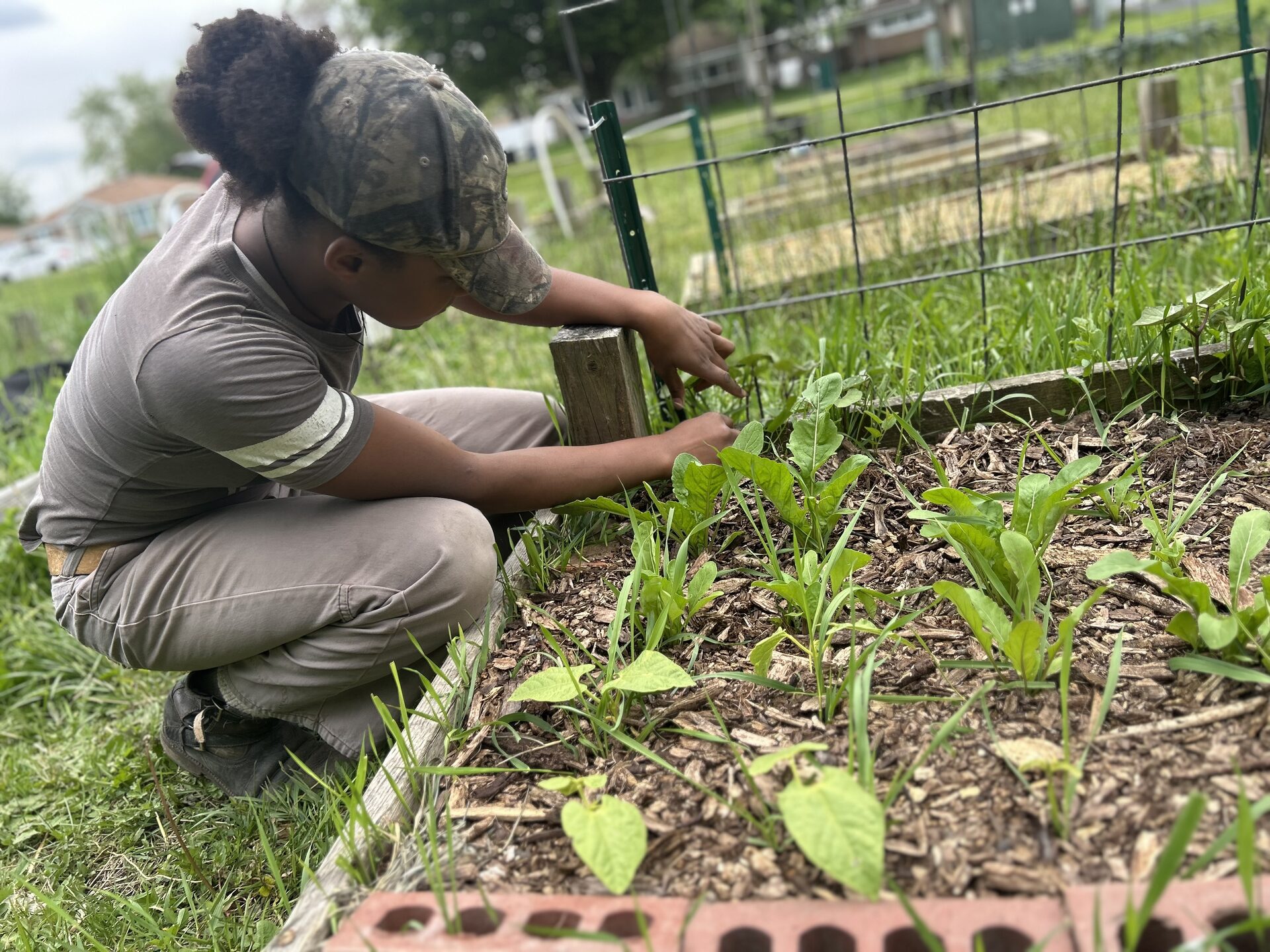 Tending to young plants