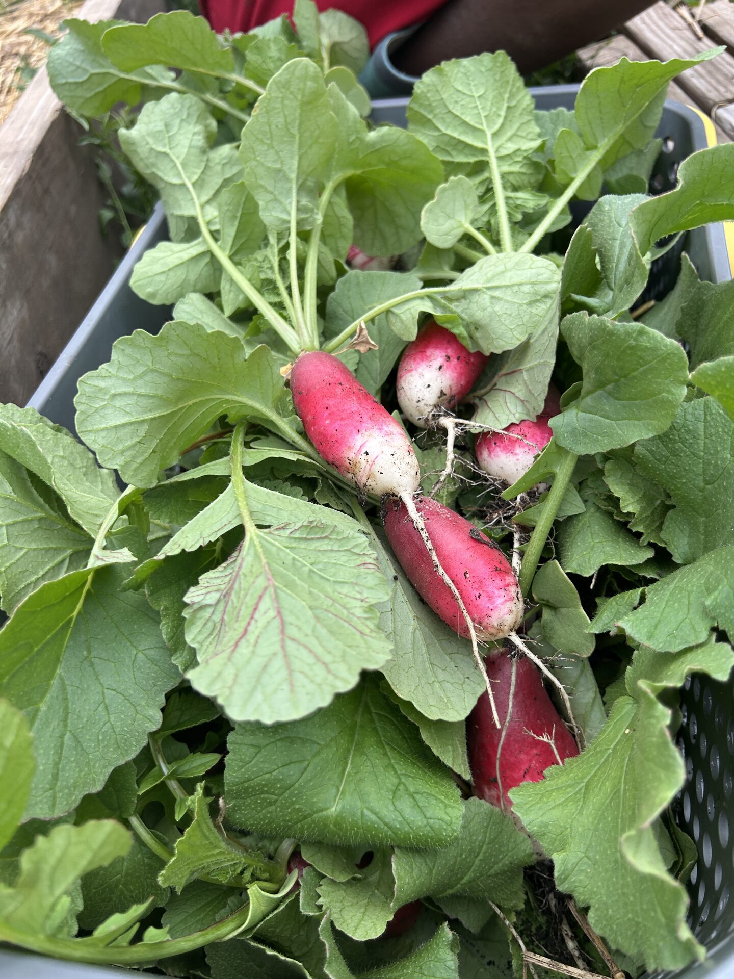 Fresh radishes from Obah Gardens