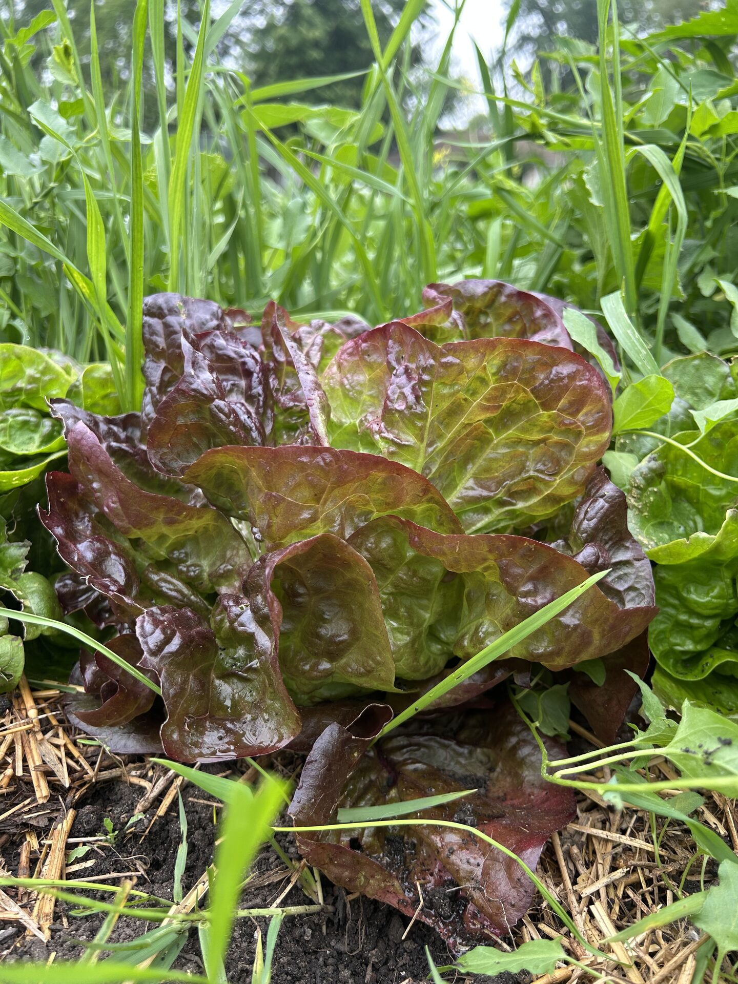 Beautiful red lettuce growing